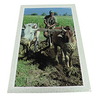 アジアン雑貨 NYP-2 ネパール・ポストカード(山と自然)