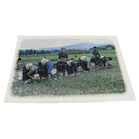 �A�W�A���G�� �@NPE-36�@�l�p�[���E�|�X�g�J�[�h(�l�p�[���̐l�X)